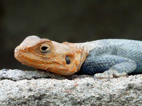 Image of Kenya Rock Agama