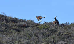 Macropus fuliginosus (Desmarest 1817) resmi