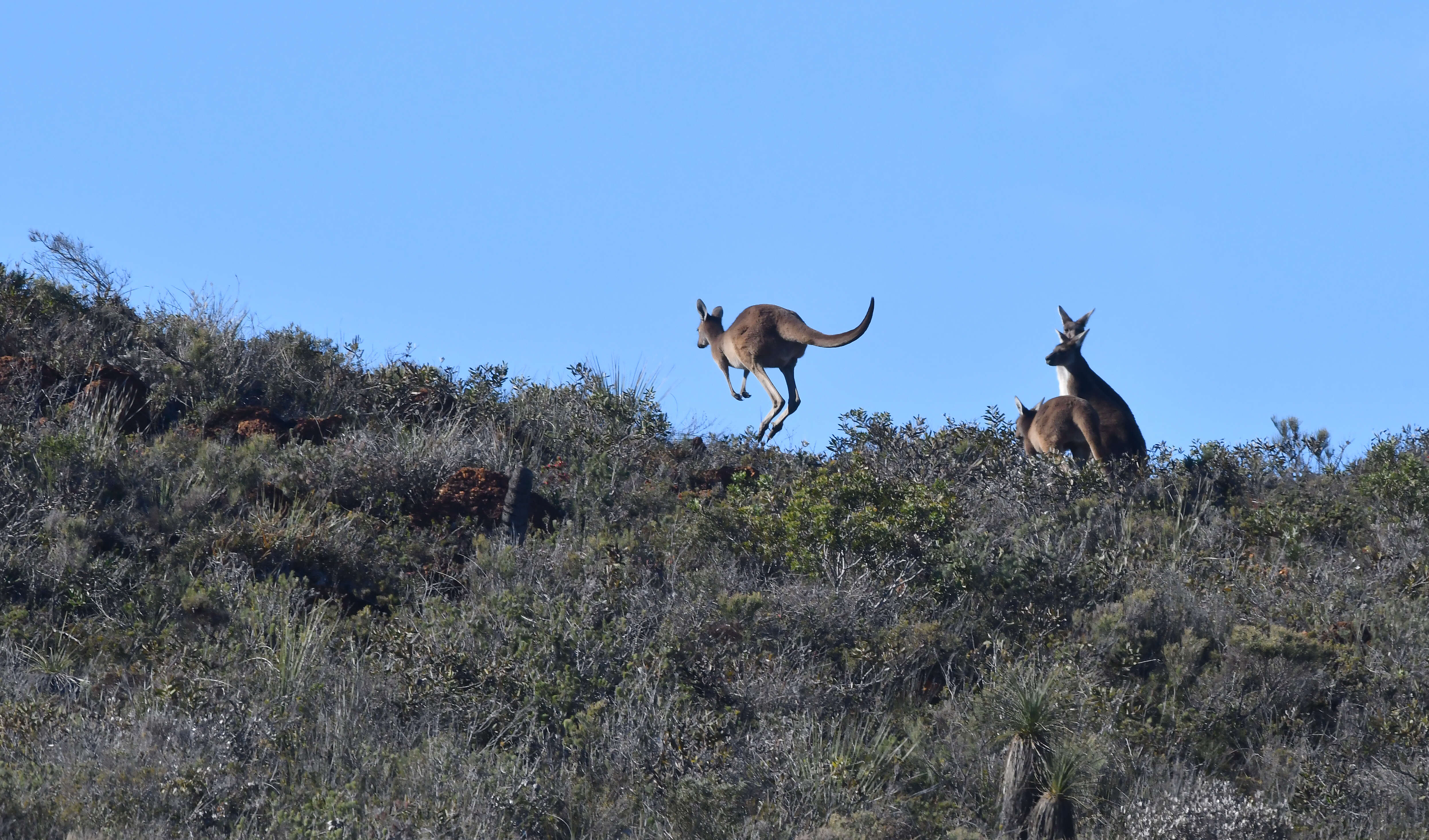 Macropus fuliginosus (Desmarest 1817) resmi