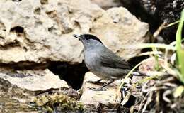 Image of Blackcap