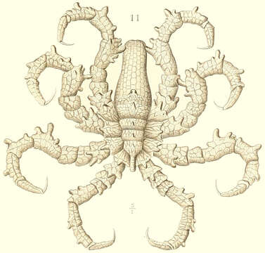 Image of Pycnogonoidea