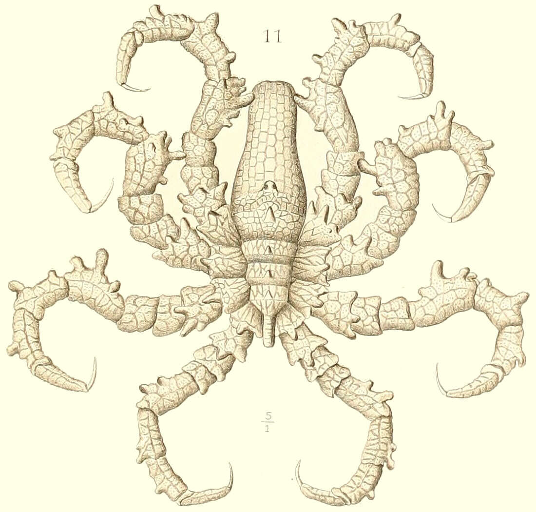 Image of Pycnogonoidea