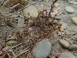 Image of <i>Spergularia marina</i>