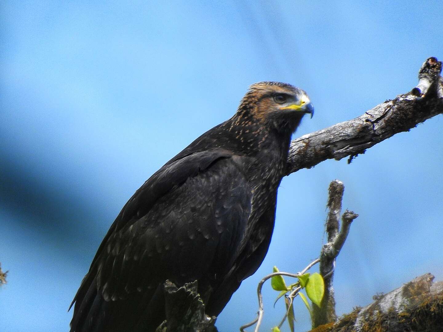 Image of Black Eagle