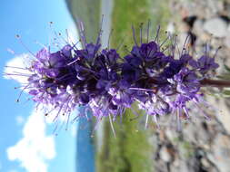 Image of silky phacelia