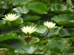 Image of yellow waterlily