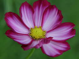 Image of garden cosmos