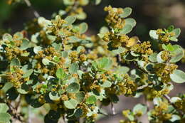 Image of Italian buckthorn