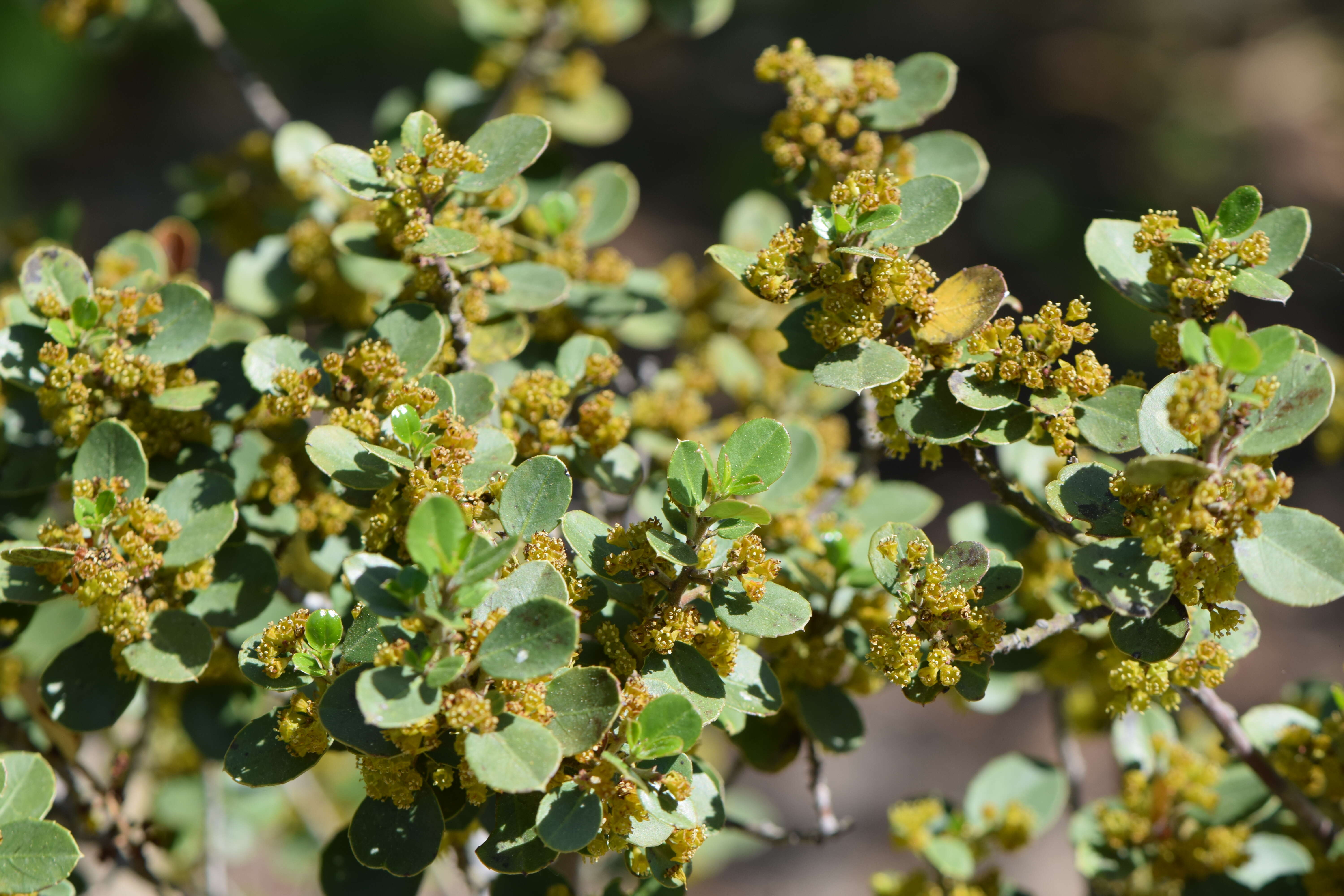 Image of Italian buckthorn