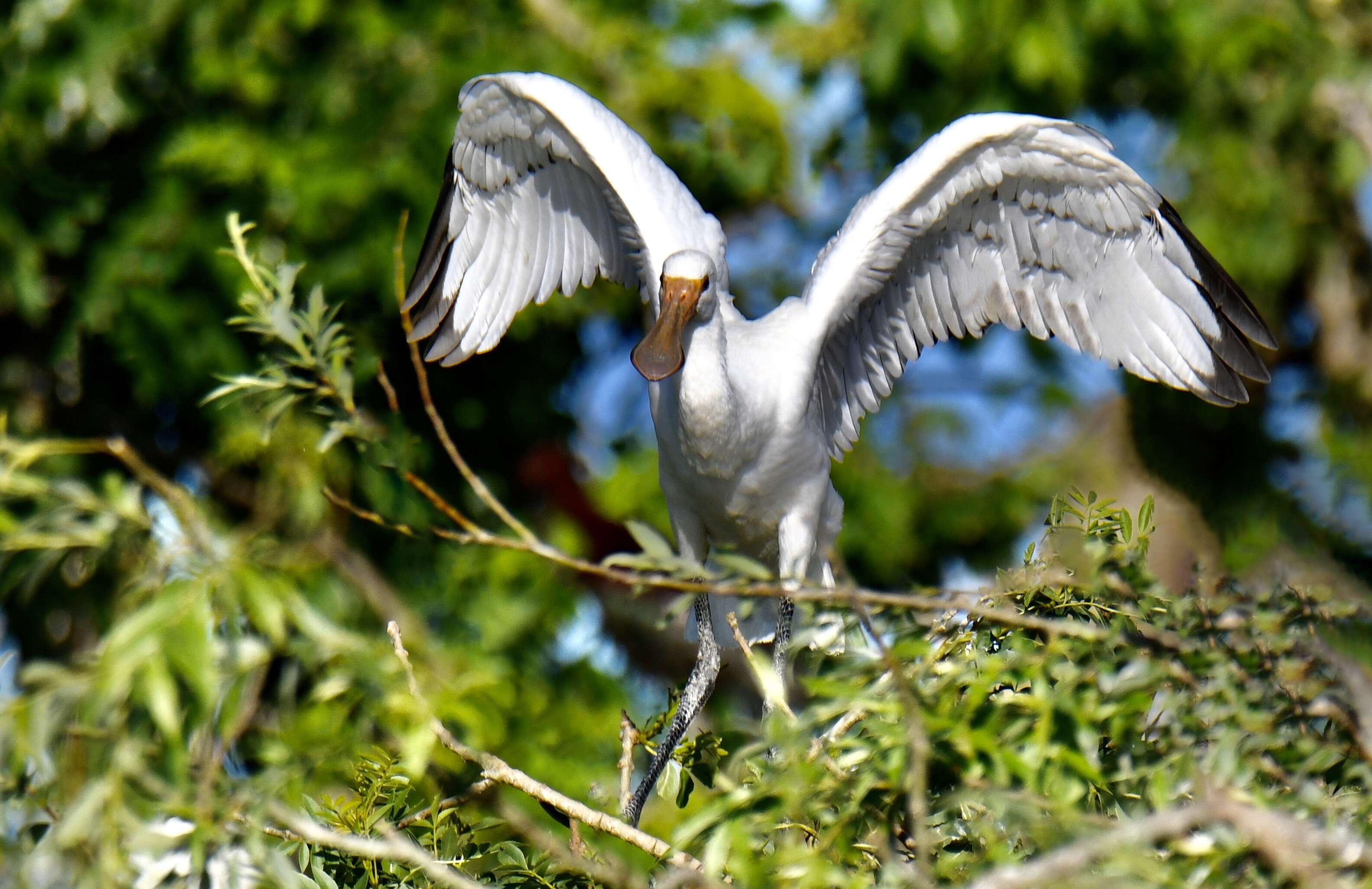 Image of spoonbill, eurasian spoonbill