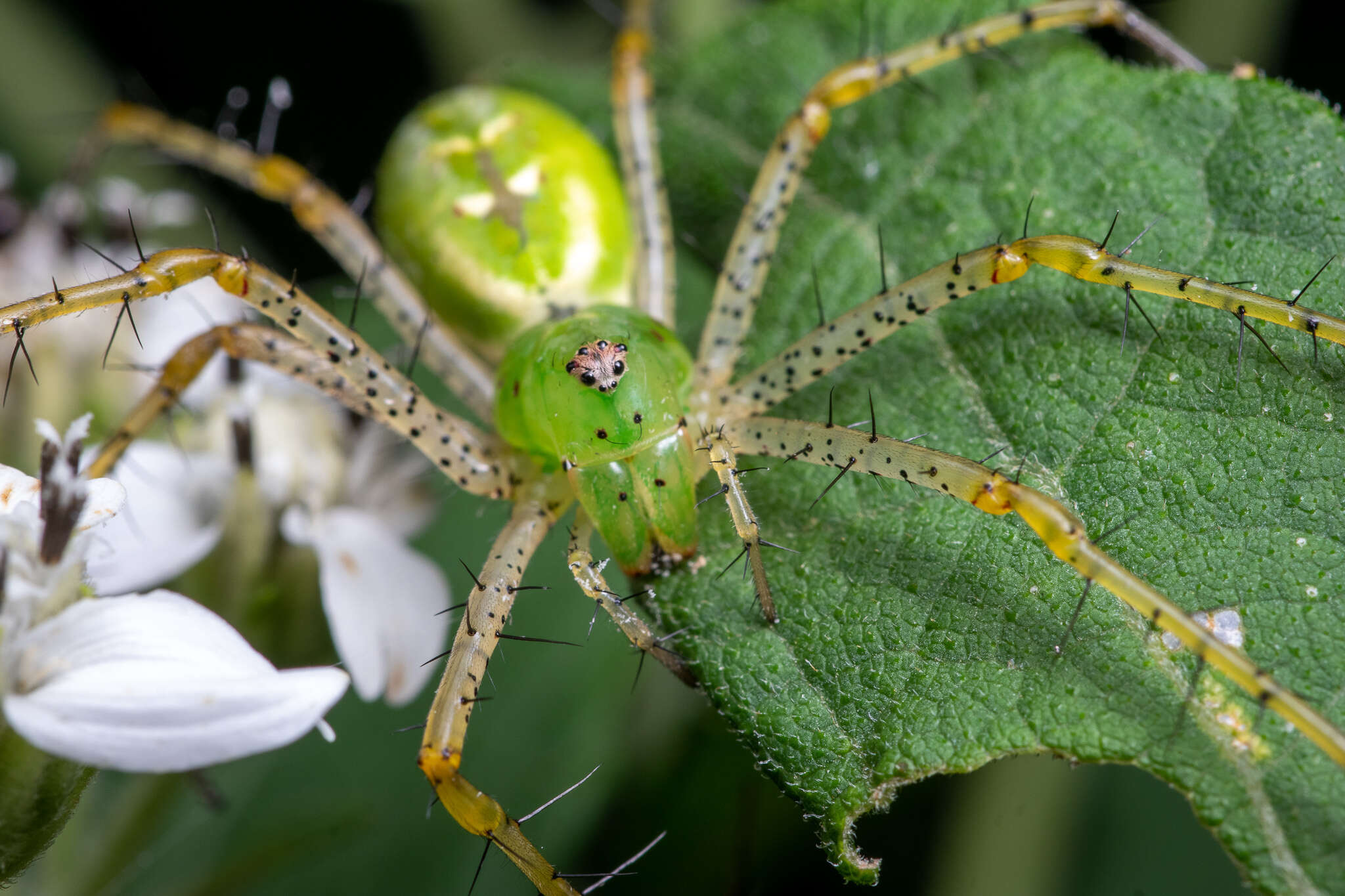 Image of Peucetia