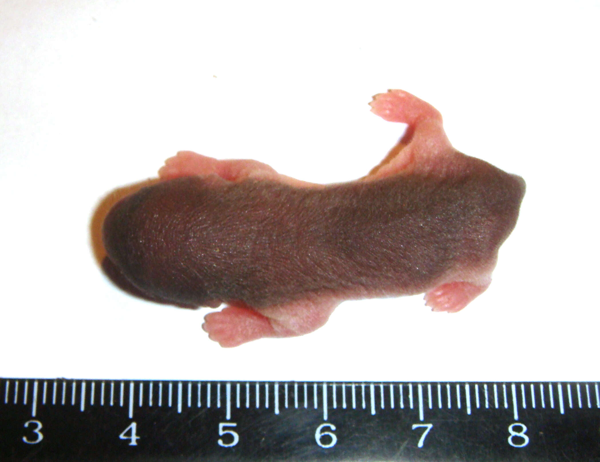 Image of Northern Mole Vole