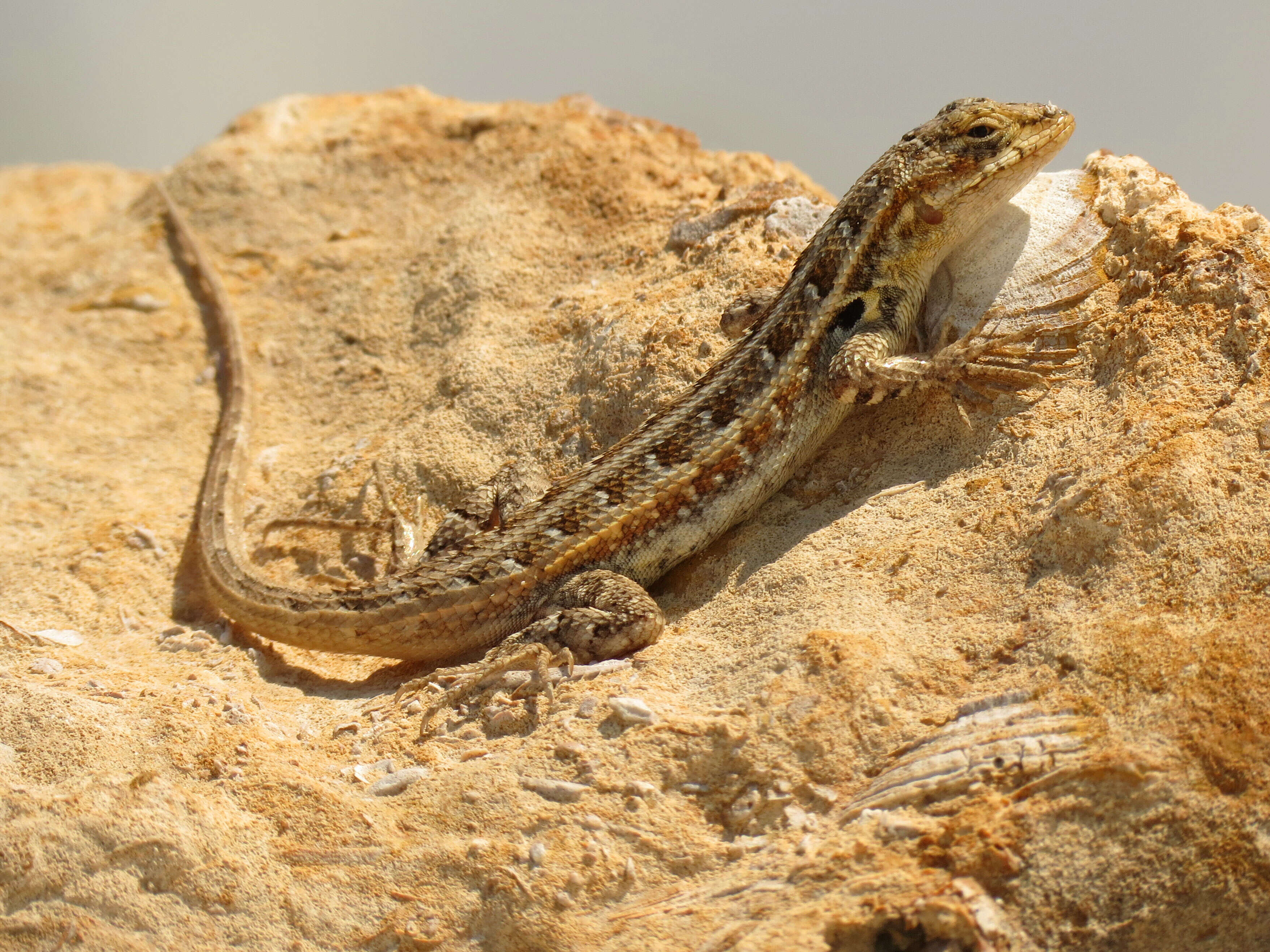 Image of Cozumel Spiny Lizard