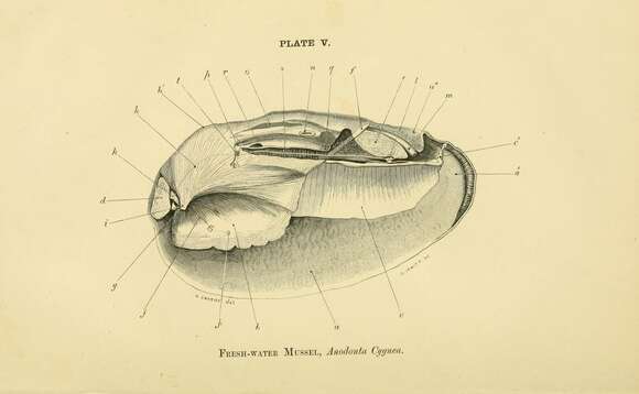 Image of swan usmsel