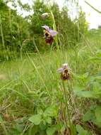 Image of Ophrys holosericea