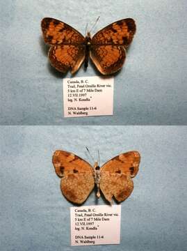 Image of Phyciodes cocyta