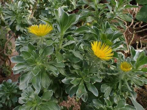 Image of Asteriscus sericeus (L. fil.) DC.