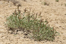 Image de Atriplex gardneri (Moq.) D. Dietr.