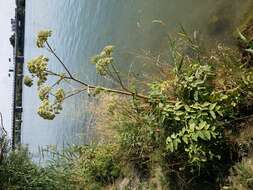 Image of wild angelica