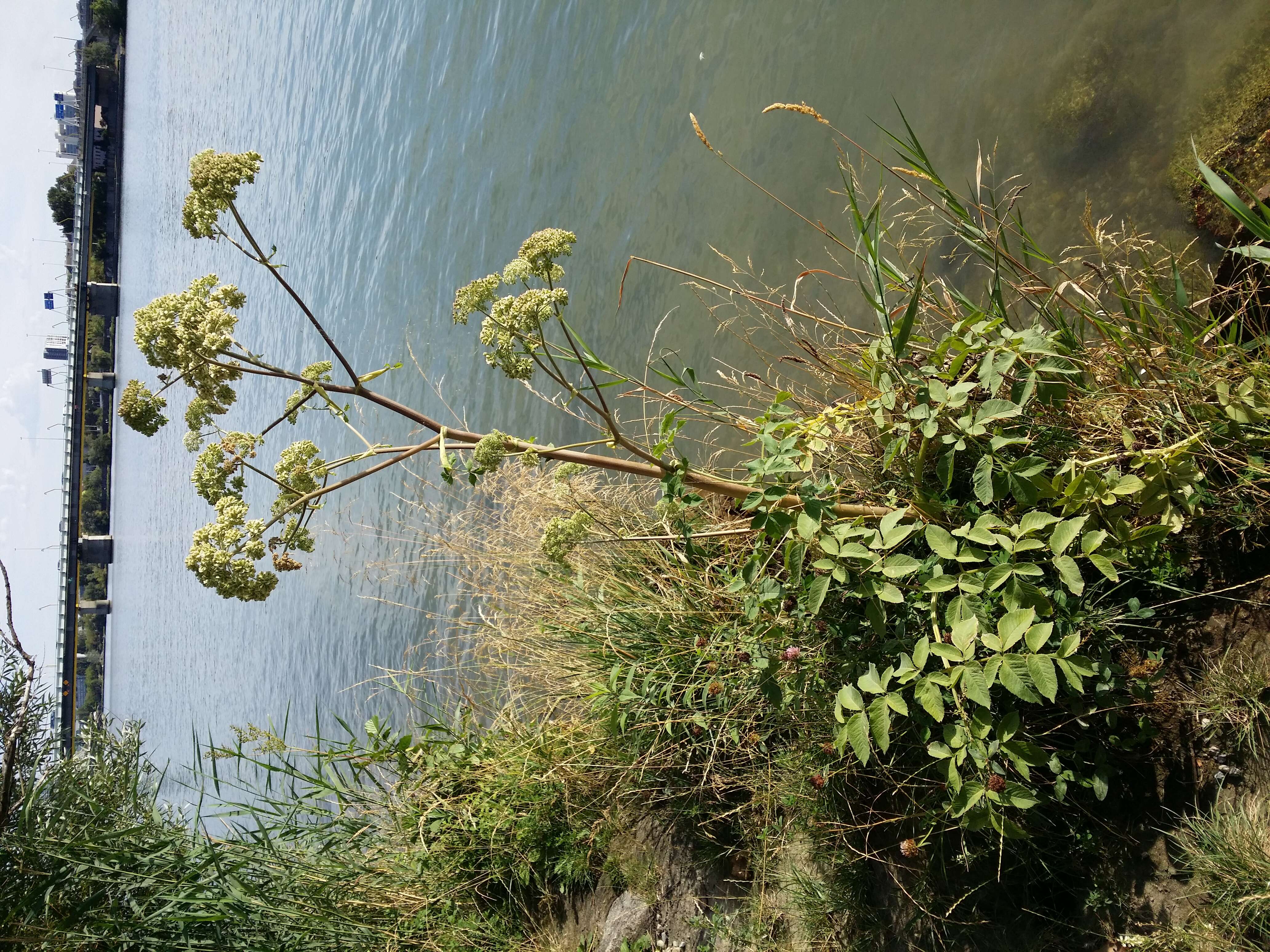 Image of wild angelica