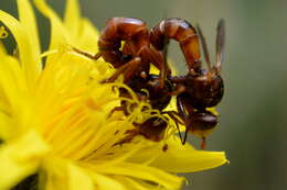 Image de Cylindromyia bicolor (Olivier 1811)