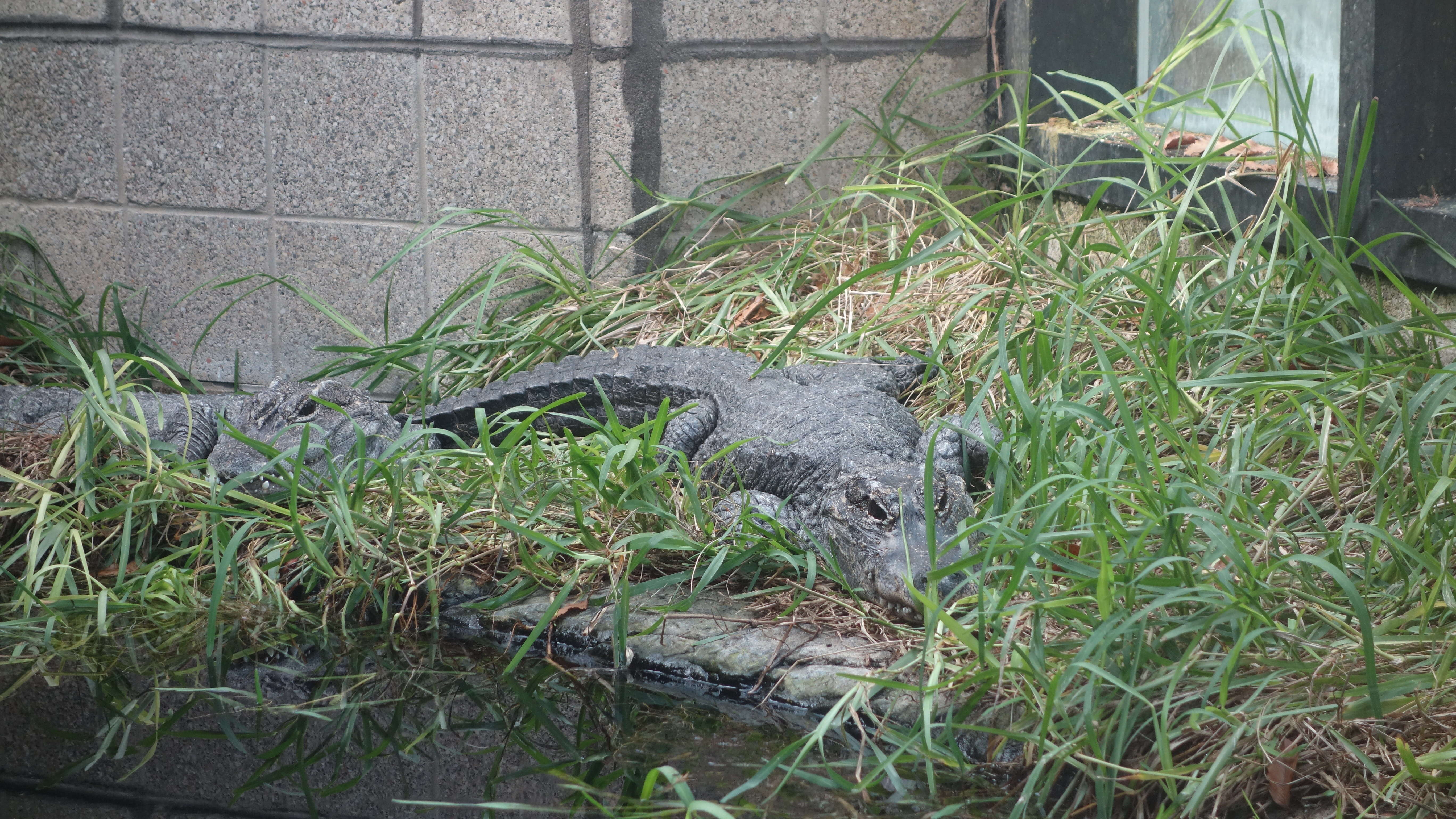 Image of Chinese alligator