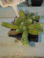 Echinopsis tubiflora resmi