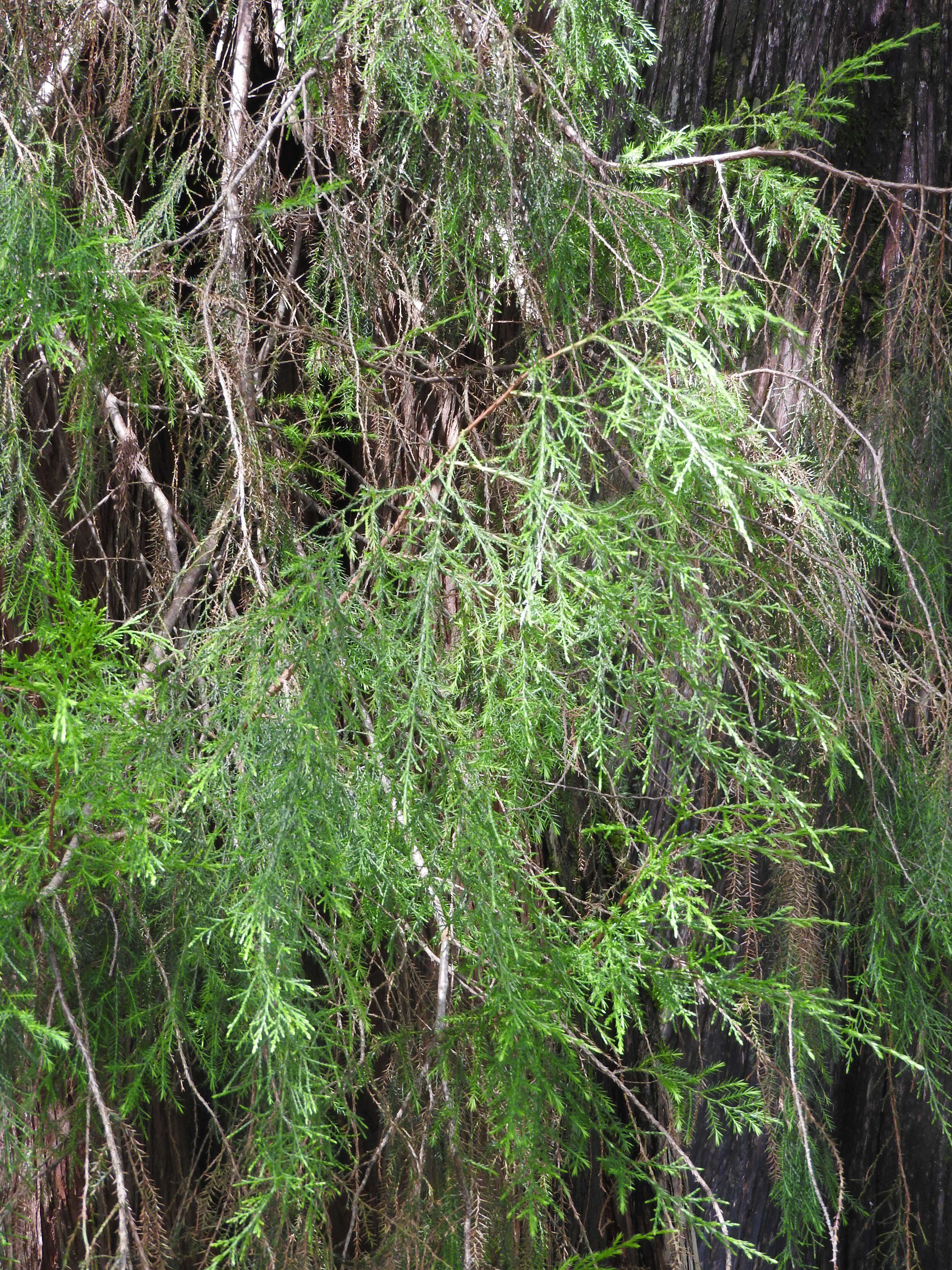 Image of African Juniper