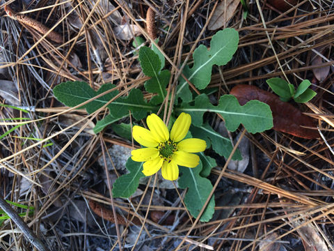 Image of <i>Berlandiera subacaulis</i>