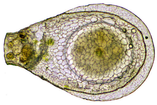 Image of Hyalospheniidae