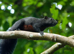 Image of Pallas's Squirrel