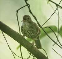 Image of Puff-throated Babbler