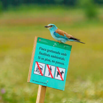 Image of European Roller