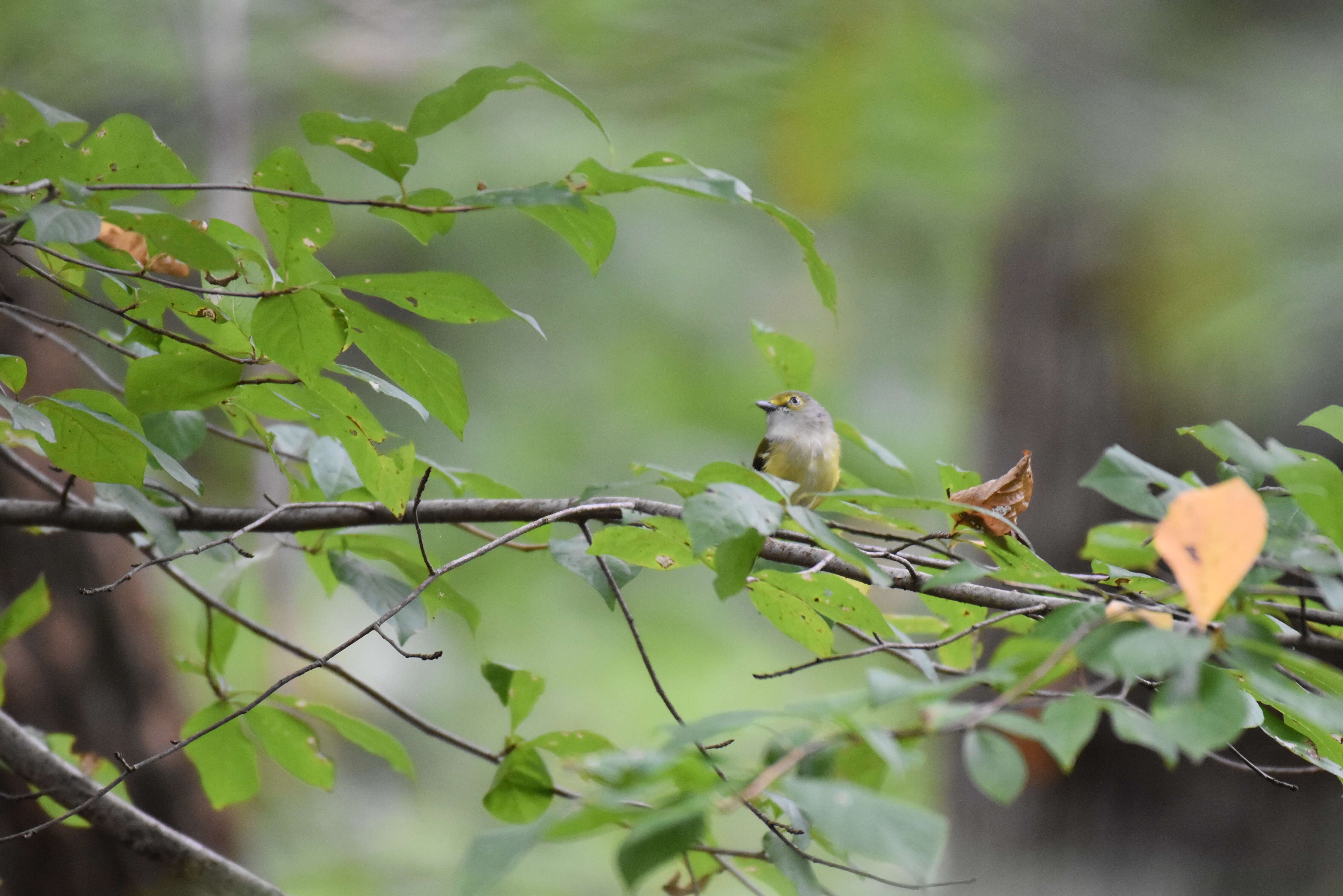 Слика од Vireo griseus (Boddaert 1783)