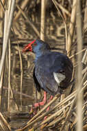 Image of Purple Swamphen