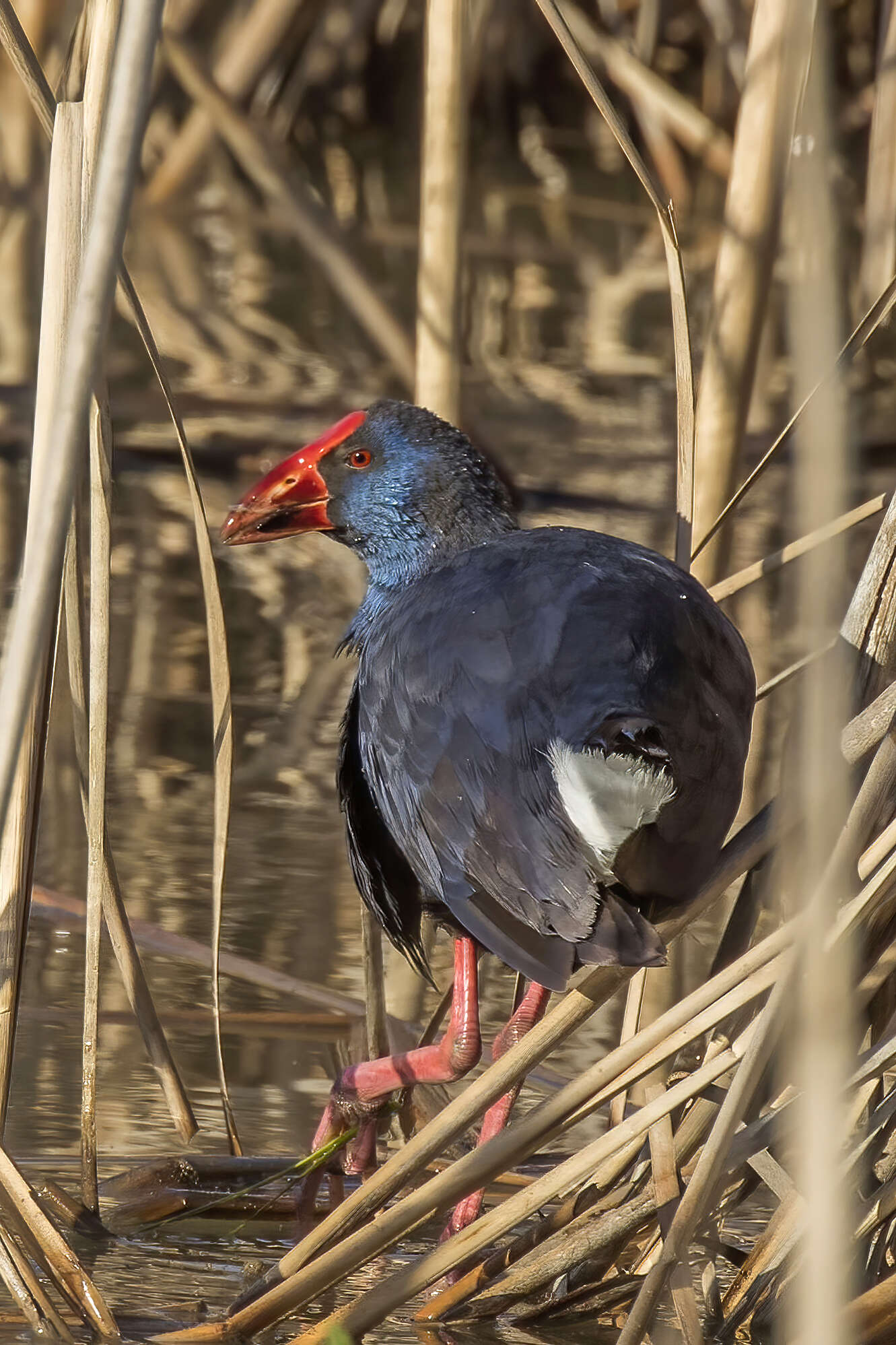 Image de Poule sultane