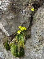 Image of star of Bethlehem