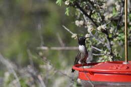 Image of Black-chinned Hummingbird