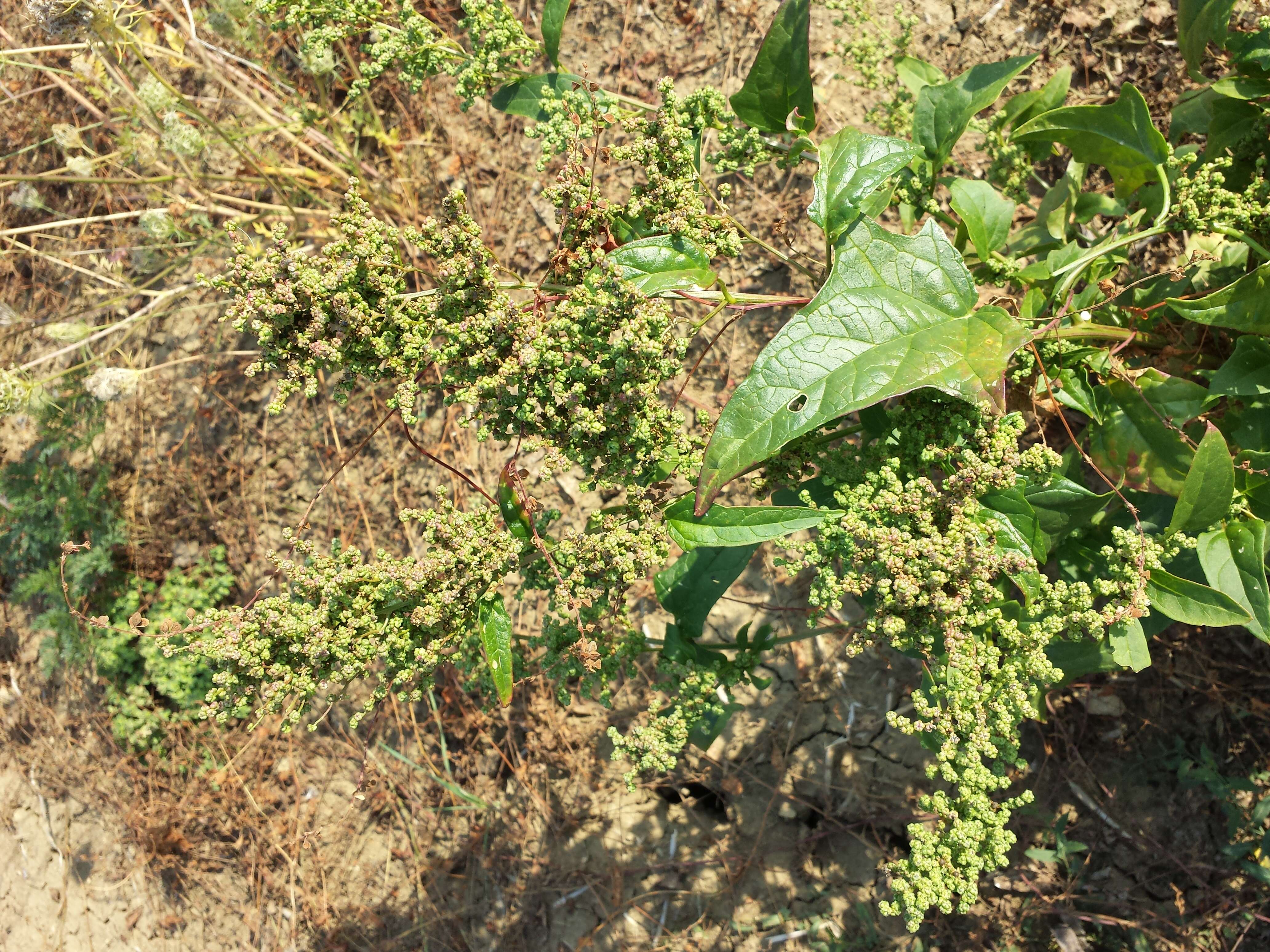 Image de Chenopodiastrum hybridum (L.) S. Fuentes, Uotila & Borsch