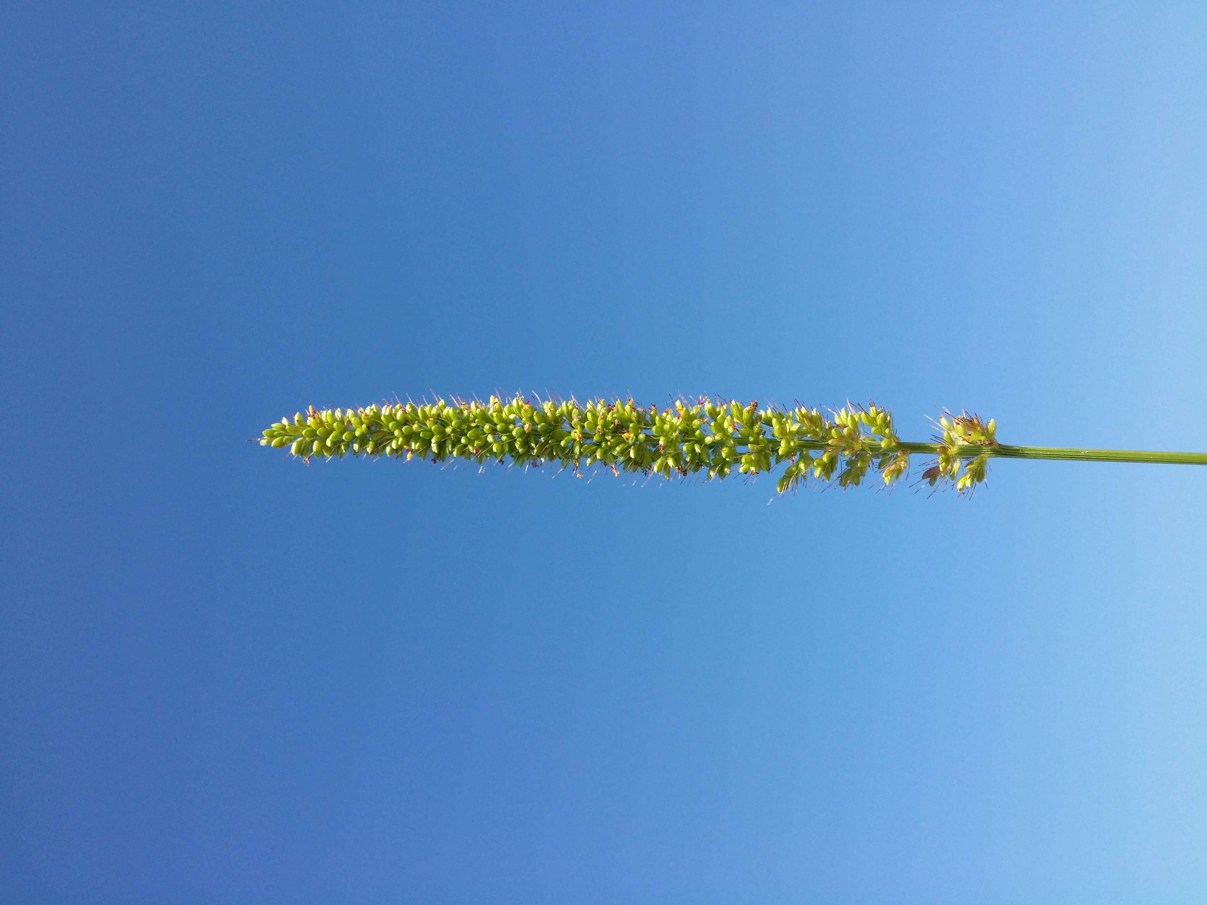 Image de sétaire verticillée