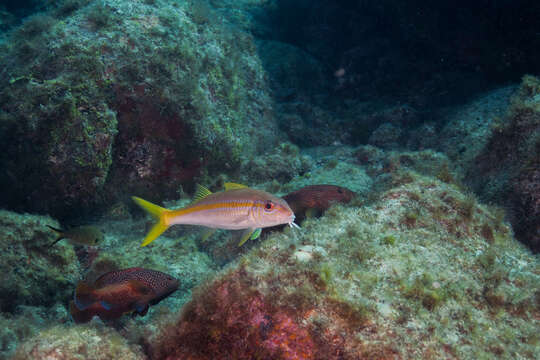 Image of Goatfish