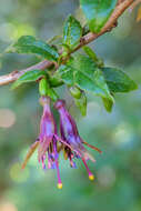 Imagem de Fuchsia excorticata (J. R. & G. Forst.) L. fil.