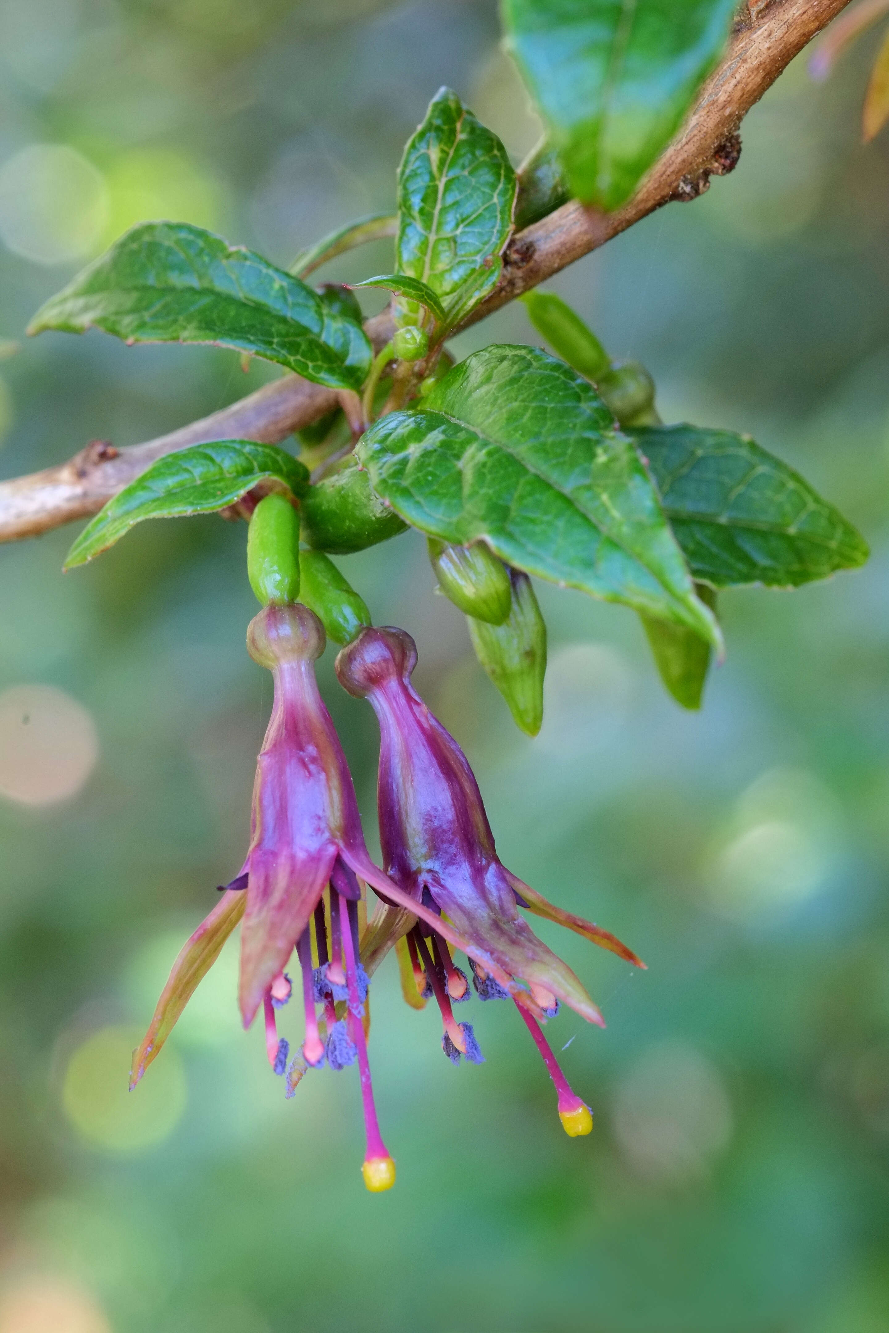 Imagem de Fuchsia excorticata (J. R. & G. Forst.) L. fil.