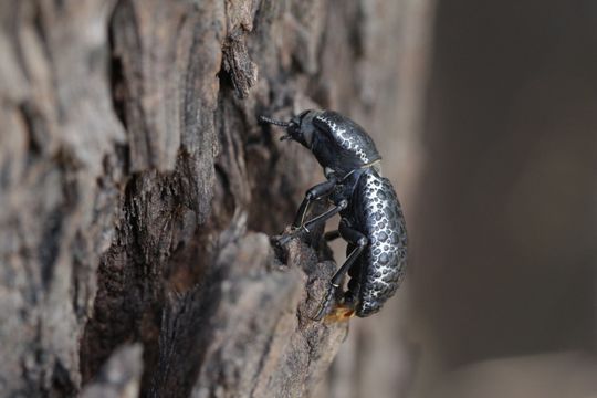 18.https www inaturalist org photos 6708132.580x360