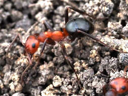 Image of Allegheny Mound Ant