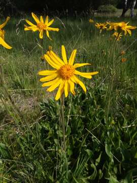 Image of mountain arnica