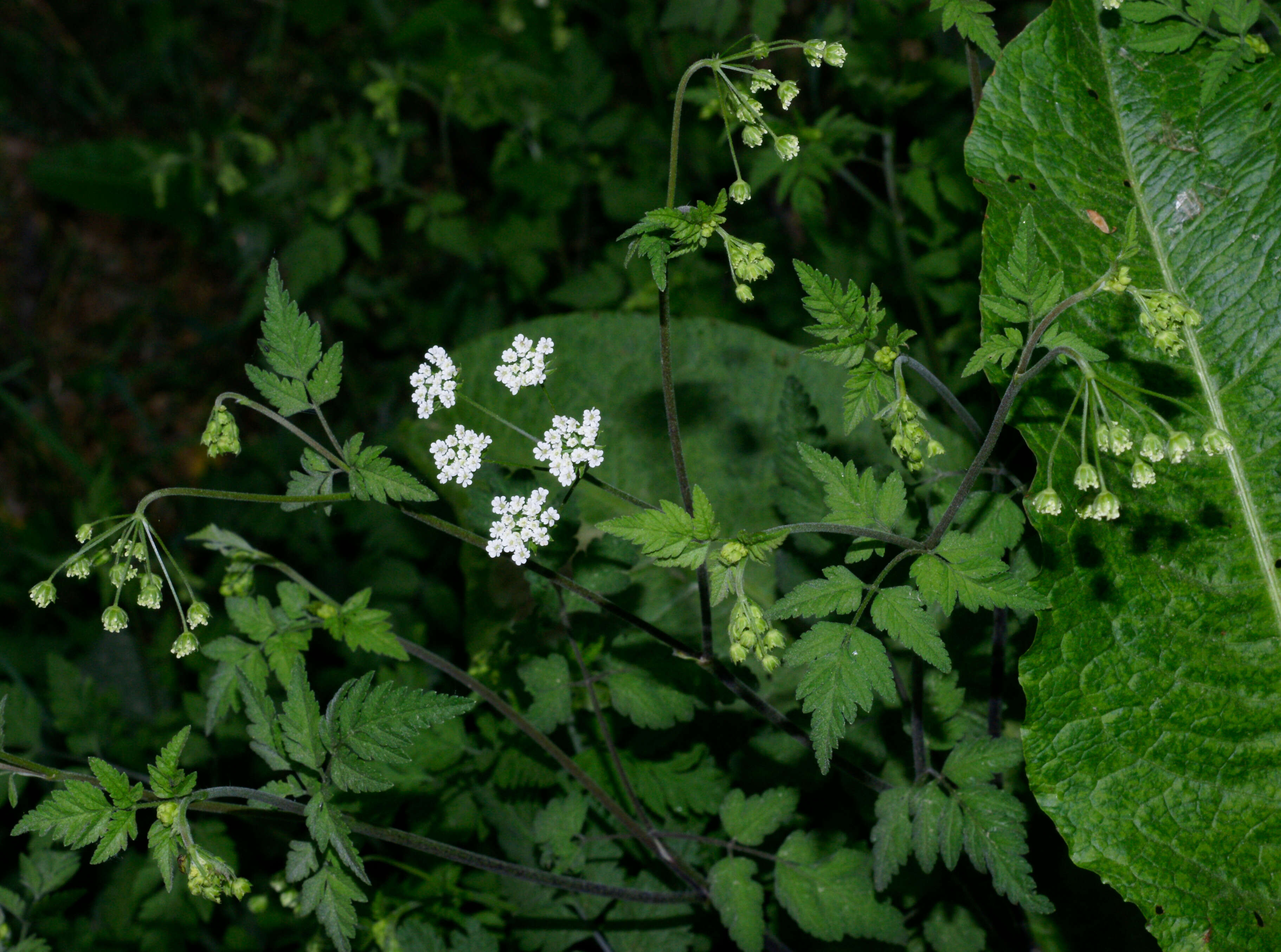 Image de cerfeuil penché