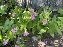 Image of monkeyflowers