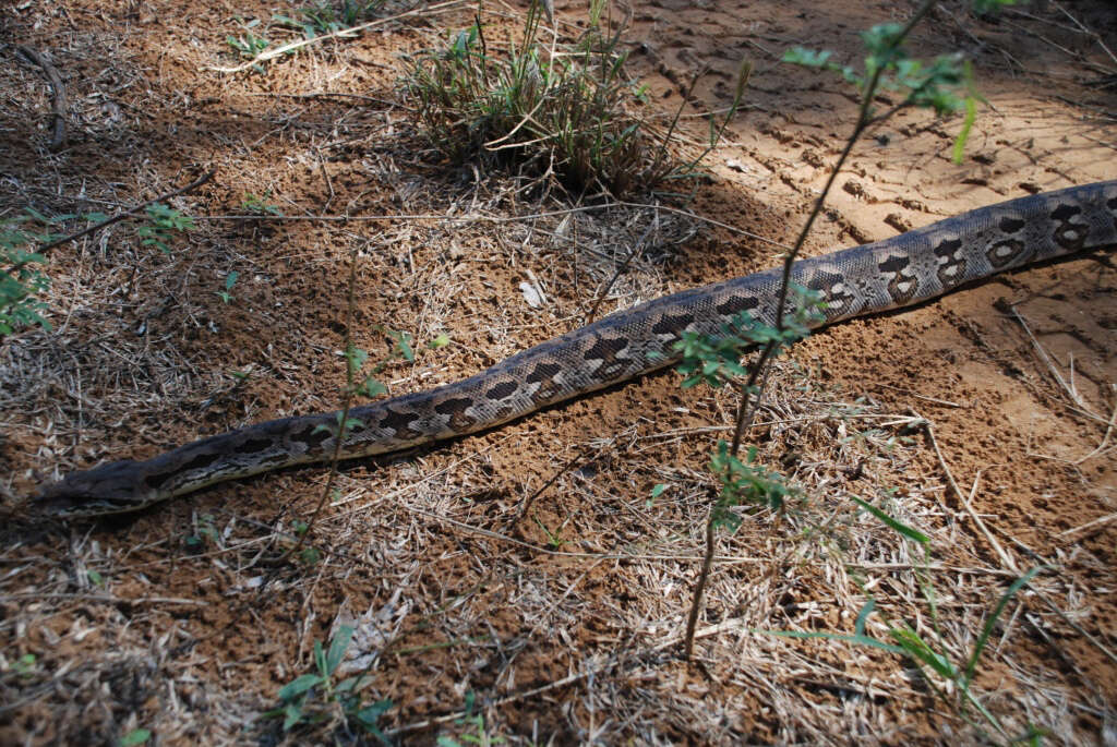 Слика од Acrantophis dumerili Jan ex Jan & Sordelli 1860