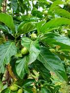 Image of Indian mulberry